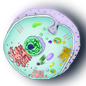 BioTek – (DNA,Cells,Organs & More)